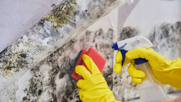 Appleton City, MO Mold Inspection, Removal & Remediation Company